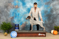 German Shorthaired Pointer #16 Sun BOW Judge Steve Keating