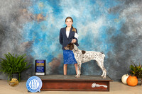 German Shorthaired Pointer #24 Sunday BOBBOBOH Judge Steve Keating R