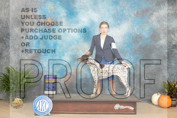 German Shorthaired Pointer #24 Sunday BOBBOBOH Judge Steve Keating R _JP_7312_Humble2023_HR3