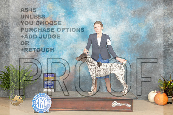 German Shorthaired Pointer #24 Sunday BOBBOBOH Judge Steve Keating R _JP_7314_Humble2023_HR3