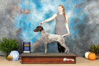 German Shorthaired Pointer #7 Sat BOB Judge Kimberly Meredith