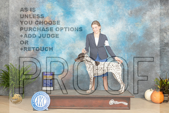 German Shorthaired Pointer #24 Sunday BOBBOBOH Judge Steve Keating R _JP_7318_Humble2023_HR3