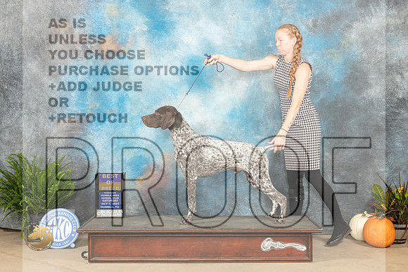German Shorthaired Pointer #7 Sat BOB Judge Kimberly Meredith_JP_6764_Humble2023_HR3