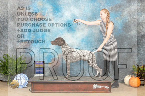 German Shorthaired Pointer #7 Sat BOB Judge Kimberly Meredith_JP_6765_Humble2023_HR3
