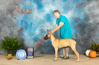 Great Dane #15 Sat PG1 Judge David Peat