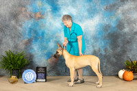 Great Dane #22 Sat PBOS Judge David Peat