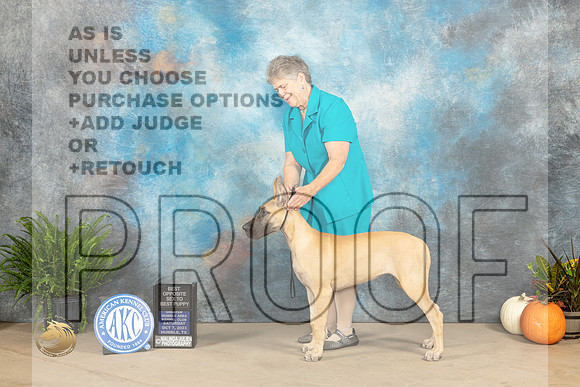 Great Dane #22 Sat PBOS Judge David Peat_JP_6930_Humble2023_HR3