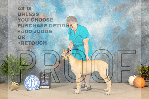 Great Dane #22 Sat PBOS Judge David Peat_JP_6929_Humble2023_HR3