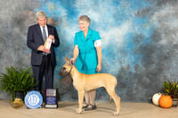 Great Dane #22 Sun PG1 Judge Jon Titus Steele