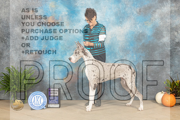 Great Dane #26 Sun WB Judge David Peat_JP_6918_Humble2023_HR3