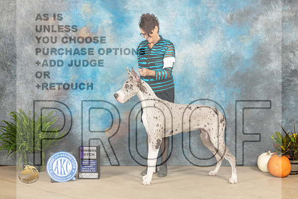 Great Dane #26 Sun WB Judge David Peat_JP_6919_Humble2023_HR3