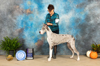 Great Dane #26 Sun WB Judge David Peat