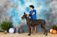 Great Dane #5 SAT WD Judge Kimberly Meredith