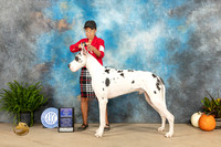 Great Dane #7 Sun BOWWD Judge David Peat