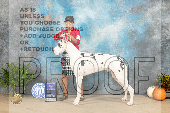 Great Dane #7 Sun BOWWD Judge David Peat_JP_6984_Humble2023_HR3