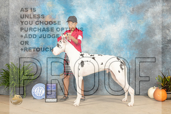 Great Dane #7 Sun BOWWD Judge David Peat_JP_6986_Humble2023_HR3