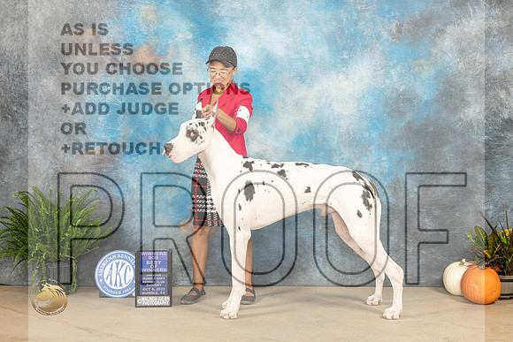 Great Dane #7 Sun BOWWD Judge David Peat_JP_6989_Humble2023_HR3