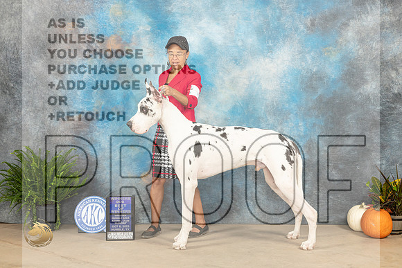 Great Dane #7 Sun BOWWD Judge David Peat_JP_6990_Humble2023_HR3