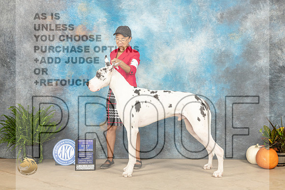Great Dane #7 Sun BOWWD Judge David Peat_JP_6988_Humble2023_HR3