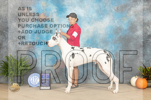 Great Dane #7 Sun BOWWD Judge David Peat_JP_6993_Humble2023_HR3