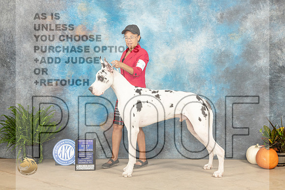 Great Dane #7 Sun BOWWD Judge David Peat_JP_6991_Humble2023_HR3