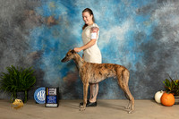 Greyhound #5 Sun BOBCH Judge Kim Meredith