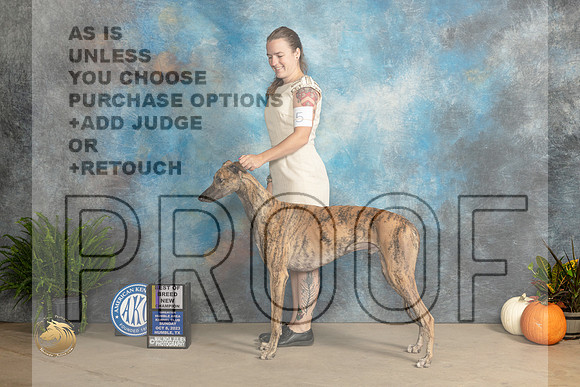 Greyhound #5 Sun BOBCH Judge Kim Meredith_JP_6878_Humble2023_HR3