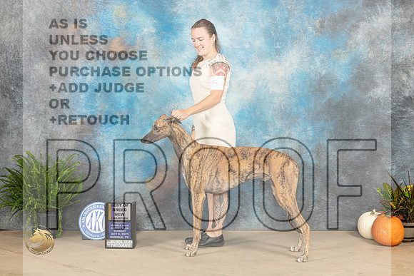Greyhound #5 Sun BOBCH Judge Kim Meredith_JP_6879_Humble2023_HR3