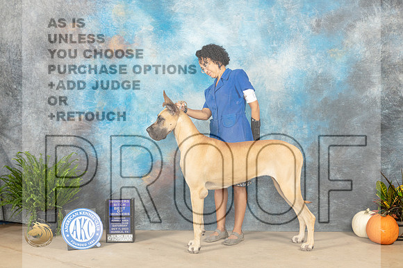 Great Dane #6 SAT WBBOW Judge Kimberly Anne Meredith_JP_6479_Humble2023_HR3