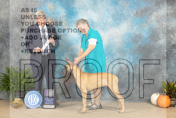 Great Dane #15 Sun PBOS Judge Jon Titus Steele_JP_7505_Humble2023_HR3