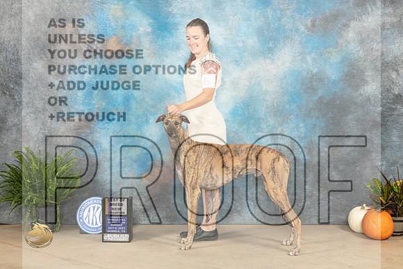 Greyhound #5 Sun BOBCH Judge Kim Meredith_JP_6881_Humble2023_HR3