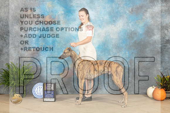 Greyhound #5 Sun BOBCH Judge Kim Meredith_JP_6884_Humble2023_HR3