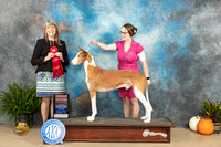 Ibizian Hound #5 Sun G2 Judge Angela Pickett