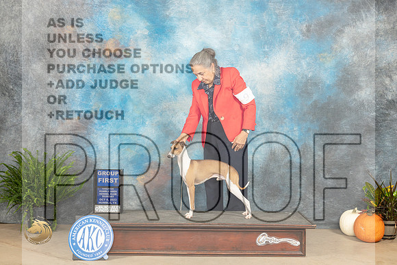 Italian Greyhound #9 Sun G1 Judge Steve Keating_JP_7389_Humble2023_HR3