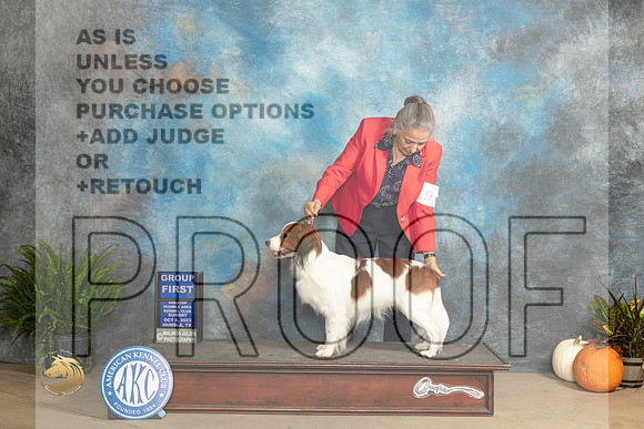 Kooikerhundje #5 Sun Judge Kim Meredith_JP_7584_Humble2023_HR3