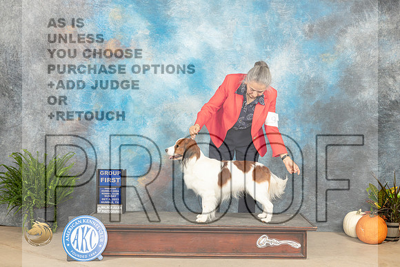 Kooikerhundje #5 Sun Judge Kim Meredith_JP_7585_Humble2023_HR3