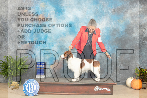 Kooikerhundje #5 Sun Judge Kim Meredith_JP_7580_Humble2023_HR3