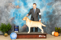 Labrador Retreiver #5 SAT WDSBOWBOB Judge David Peat