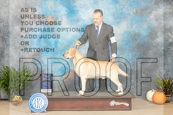 Labrador Retreiver #5 SAT WDSBOWBOB Judge David Peat_JP_6452_Humble2023_HR3