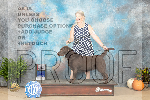 Labrador Retriever #20 SAT WBBOS Judge David Peat_JP_6442_Humble2023_HR3