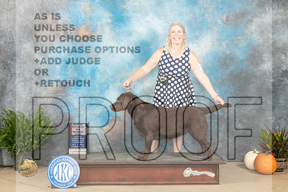 Labrador Retriever #20 SAT WBBOS Judge David Peat_JP_6448_Humble2023_HR3