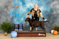 Labrador Retriever #20 Sun BOWBOB Judge Steve Keating