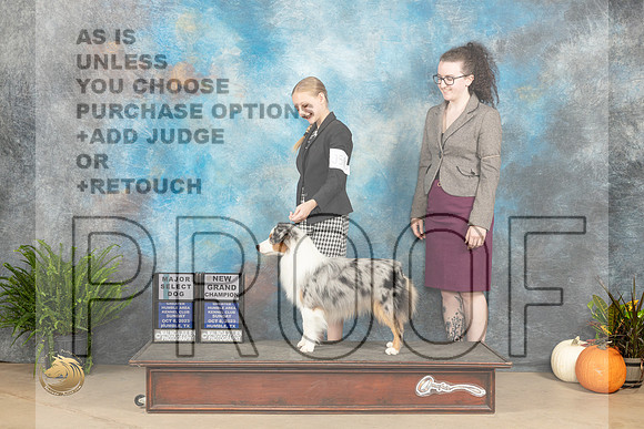Miniature American Shepherd #5 Sun Select gch KJudge Kimberly Meredith_JP_7204_Humble2023_HR3