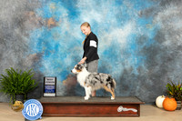 Miniature American Shepherd #5 sun Bjr Judge Jennifer Harper