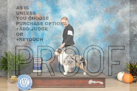Miniature American Shepherd #5 sun Bjr Judge Jennifer Harper_JP_7207_Humble2023_HR3