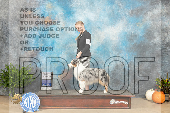 Miniature American Shepherd #5 sun Bjr Judge Jennifer Harper_JP_7211_Humble2023_HR3