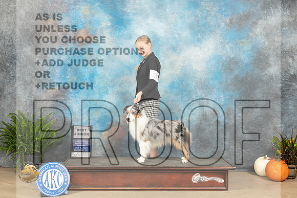 Miniature American Shepherd #5 sun Bjr Judge Jennifer Harper_JP_7229_Humble2023_HR3