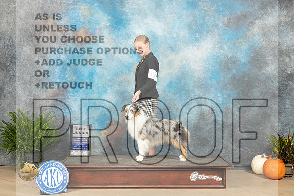 Miniature American Shepherd #5 sun Bjr Judge Jennifer Harper_JP_7230_Humble2023_HR3