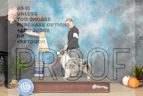 Miniature American Shepherd #5 sun Bjr Judge Jennifer Harper_JP_7232_Humble2023_HR3