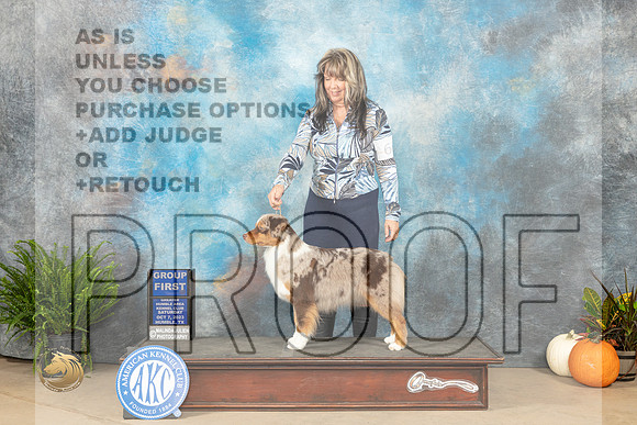 Miniature American Shepherd #6 Sat G1 Judge Kim Meredith_JP_6831_Humble2023_HR3